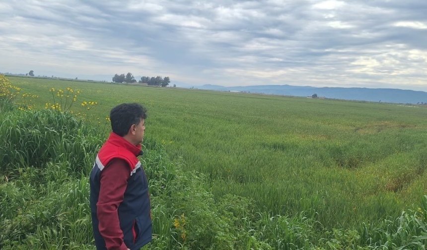 Söke'de hububat ekili araziler denetlendi