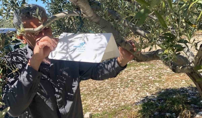 Zeytin güvesine karşı tuzak kurulumları başladı