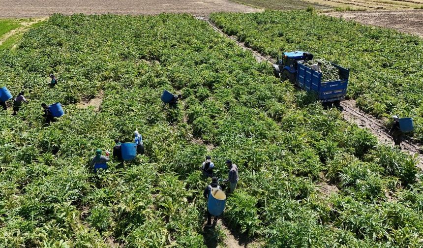 Kişi başı asgari ücretin 4 katına kadar gelir elde edilebiliyor