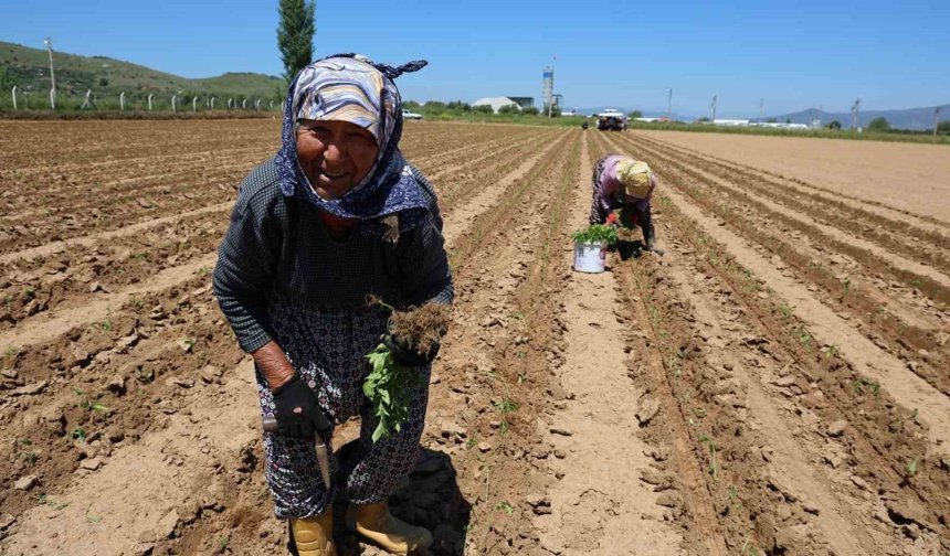 İşçi Bayramı'nın öteki yüzü