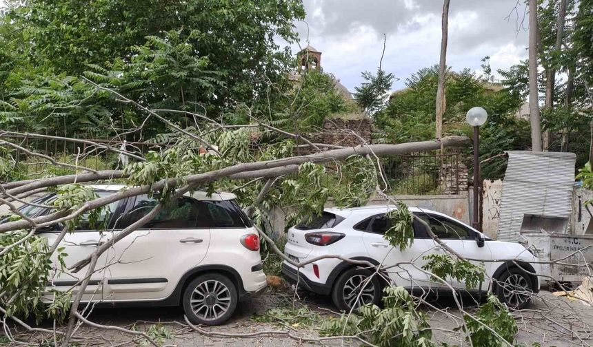 Rüzgarda devrilen ağaç park halindeki araçlara zarar verdi