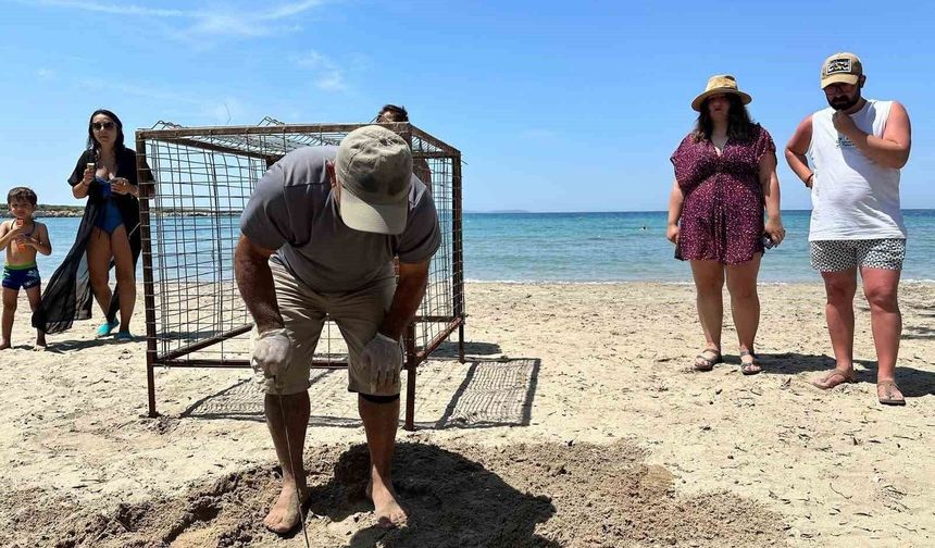 Aydın'da yılın ilk Caretta Caretta yuvası tespit edildi