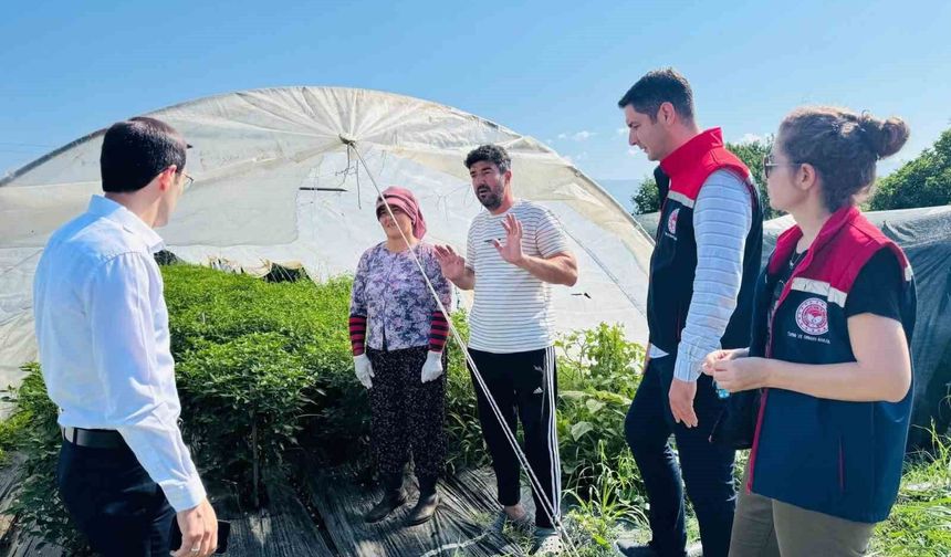 Bozdoğan'da tarımsal üretim sahada değerlendirildi