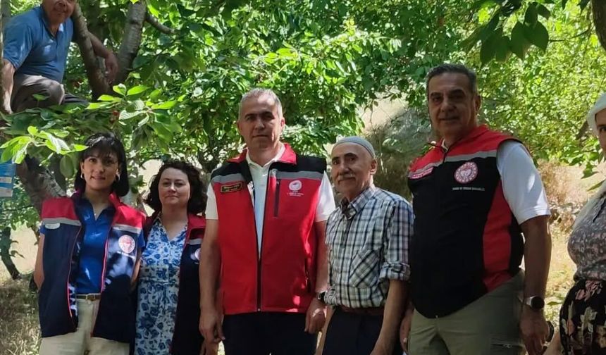 Aydın'da kiraz hasadı sürüyor