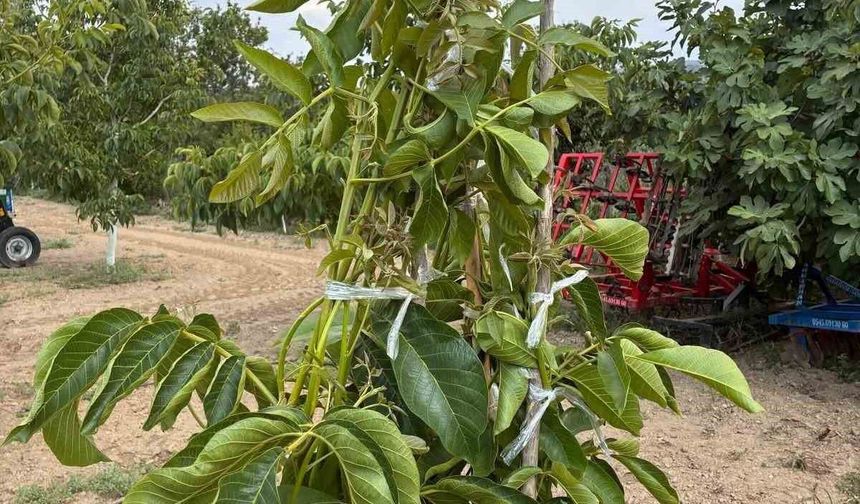Koçarlı'da cevizde çeşit değiştirme aşısı başarıya ulaştı