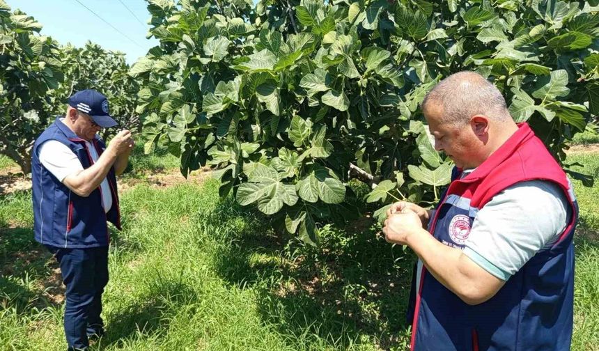 Kuyucak'ta incir üreticilerine zararlı uyarısı