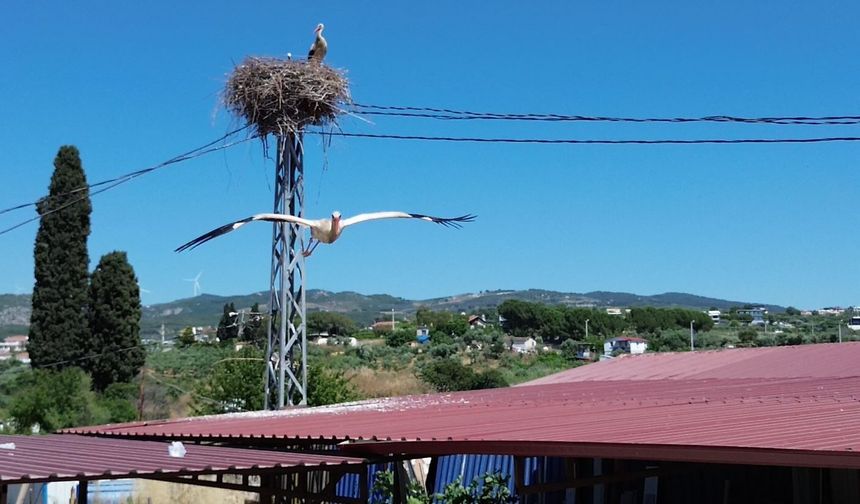 Uzun aradan sonra Kuşadası'na yuvalanan leylek çiftinin yuvası havadan görüntülendi