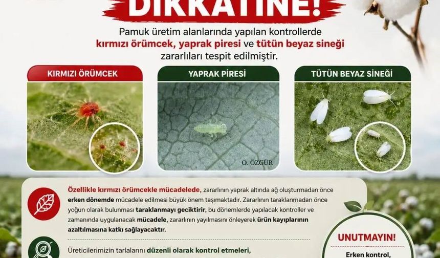 Aydınlı pamuk üreticilerine zararlı uyarısı