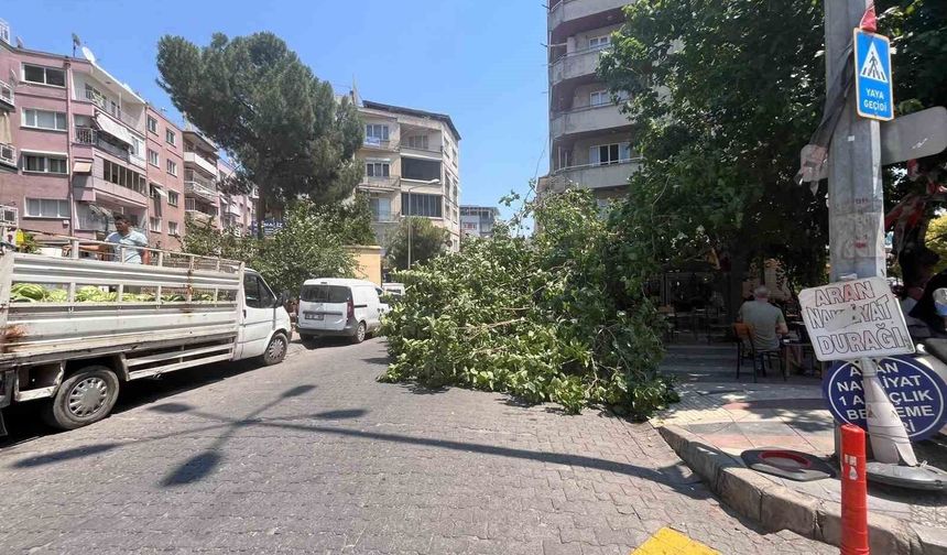 Devrilen ağaç iki araca zarar verdi