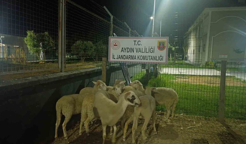 Koçarlı'da 15 koyun evin bahçesinden çalındı