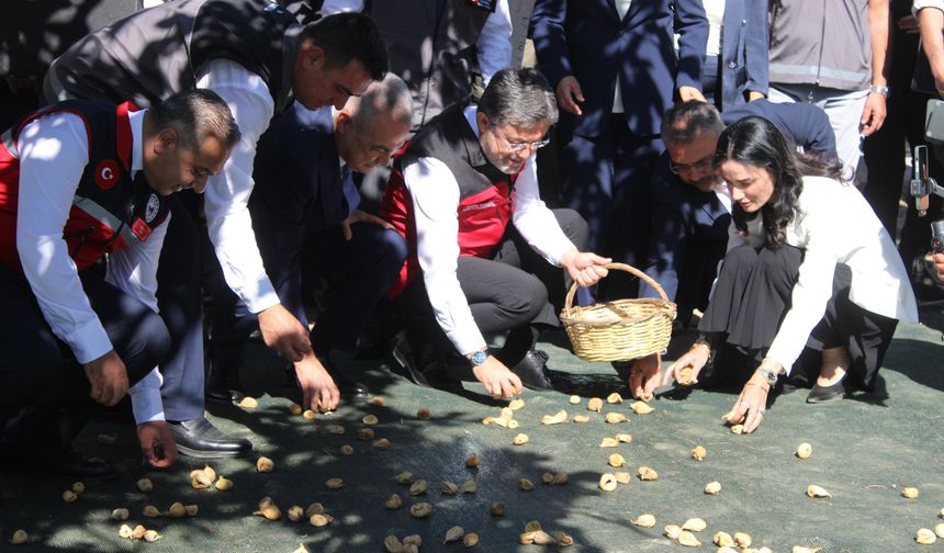 Bakan Yumaklı Aydın'da incir hasadına katıldı
