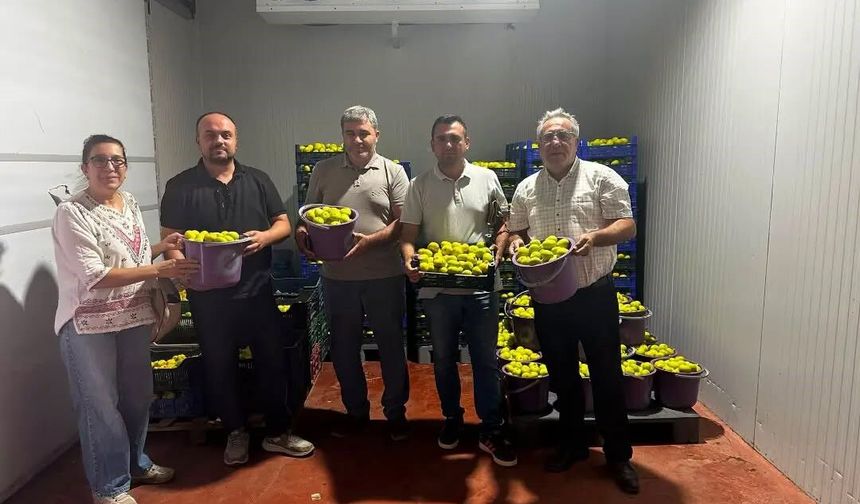 Buharkent'te incir bahçeleri ve alım noktalarında Fusarium denetimi