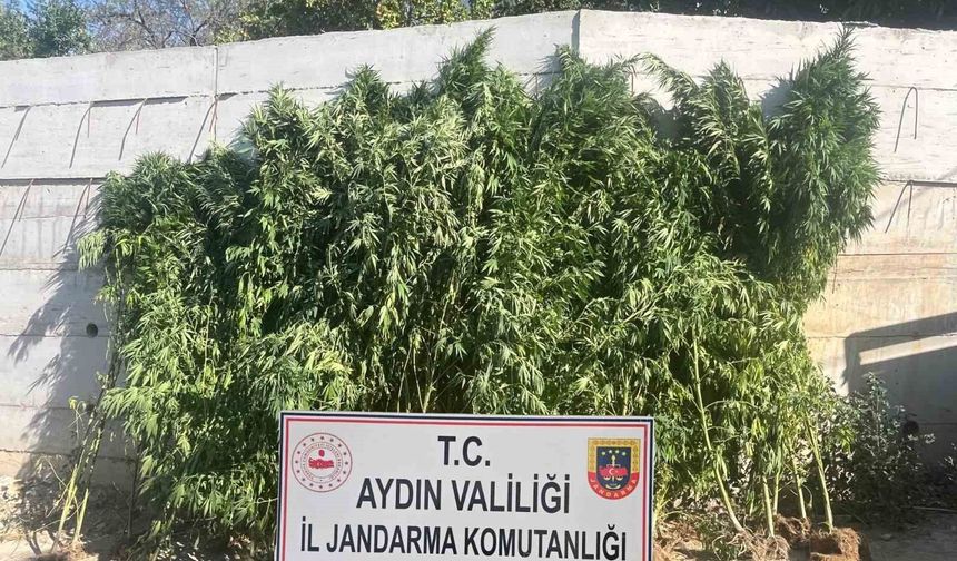 Efeler'de ikamette 250 kök kenevir ele geçirildi