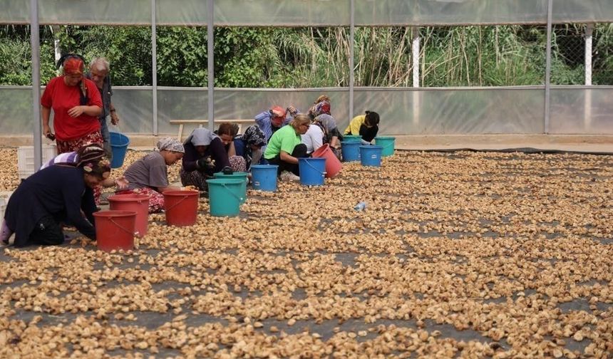 İncir üreticilerinden Bakanlığa çağrı: 'İşletmelerin ve tüccarların denetlenmesi lazım'