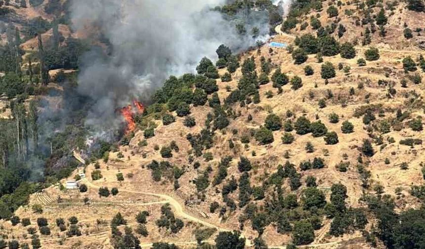 Kuyucak'ta orman yangını: 5 dekar kestanelik yandı