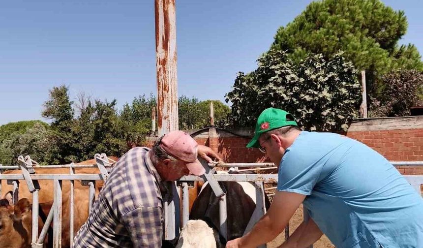 Sökeli yetiştiricilere 'düşen kulak küpesi' uyarısı