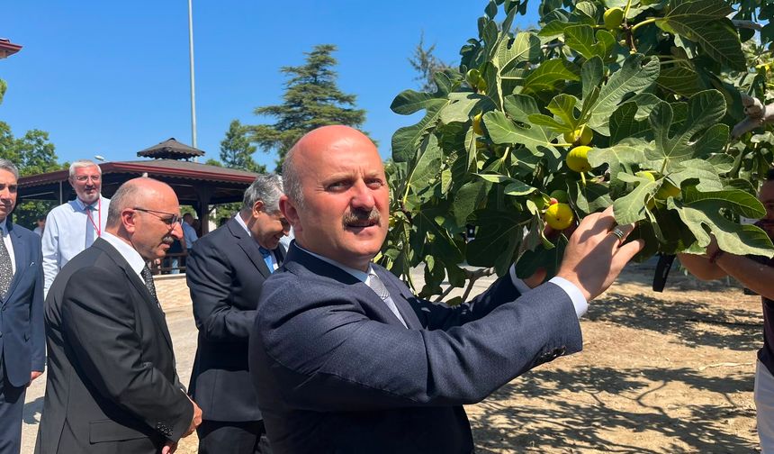 Aydın’a 100 Milyon TL’lik İncir Yatırımı Yapılacak