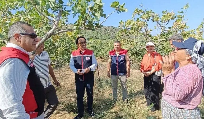 Yenipazar'da antepfıstığı hasadı başladı
