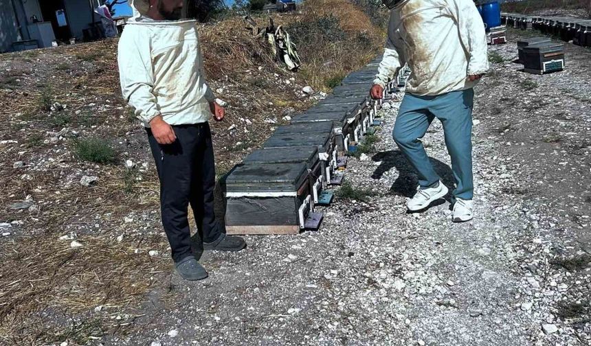 Arıcılığın geliştirilmesi için saha çalışmaları sürüyor
