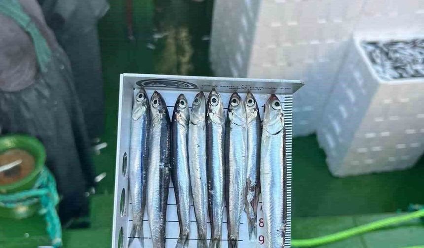Didim'de 'Hamsi Kotası' denetimi yapıldı