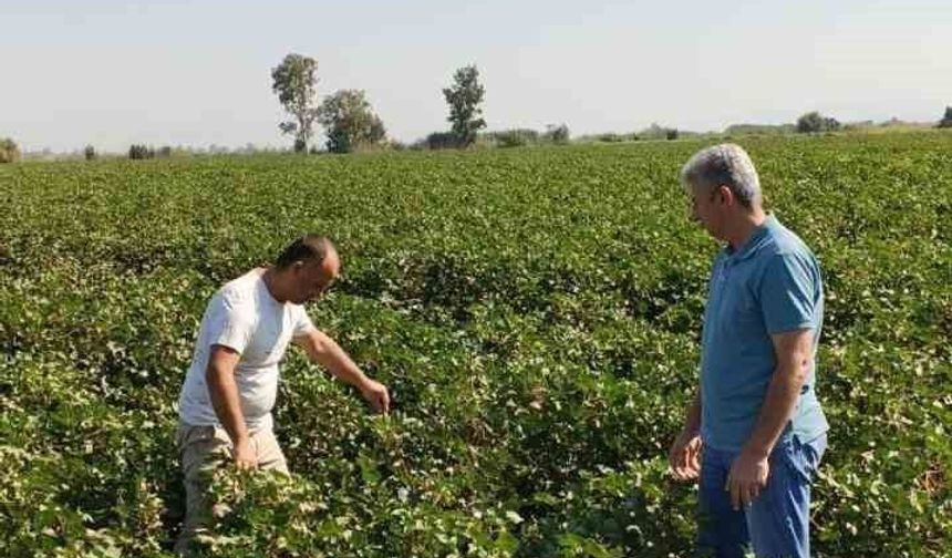 Didim'de pamuk tarlalarında zararlı denetimi
