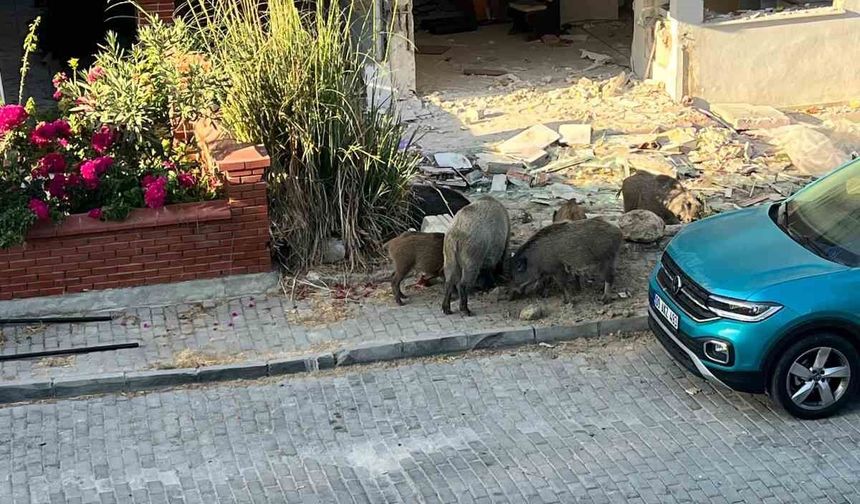 Domuz sürüsü mahalleye indi, vatandaşlar tedirgin oldu