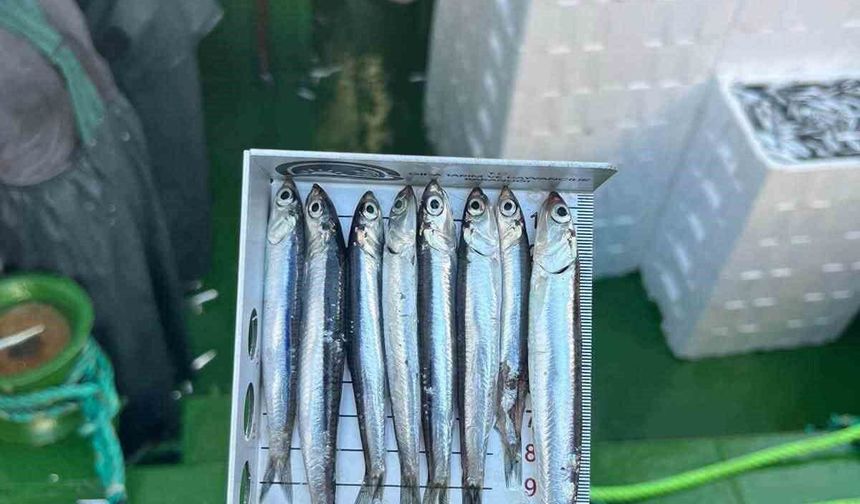 Gırgır teknelerinde balık boyu denetimi