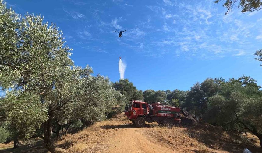 Nazilli'de çıkan yangında 2 dönüm zeytinlik zarar gördü