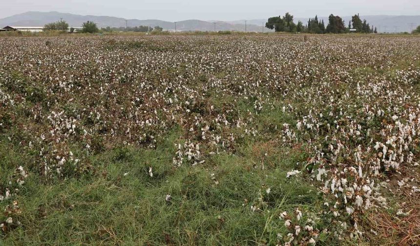 Aydın pamuğu yağmura hazırlıksız yakalandı