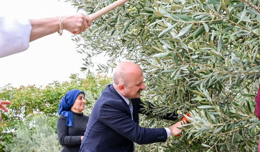 Aydın Valisi Varol, kadın çiftçilerle zeytin topladı