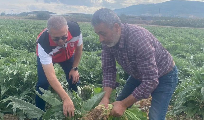 Coğrafi işaretli Gölhisar Enginarı'nda hasat için geri sayım başladı