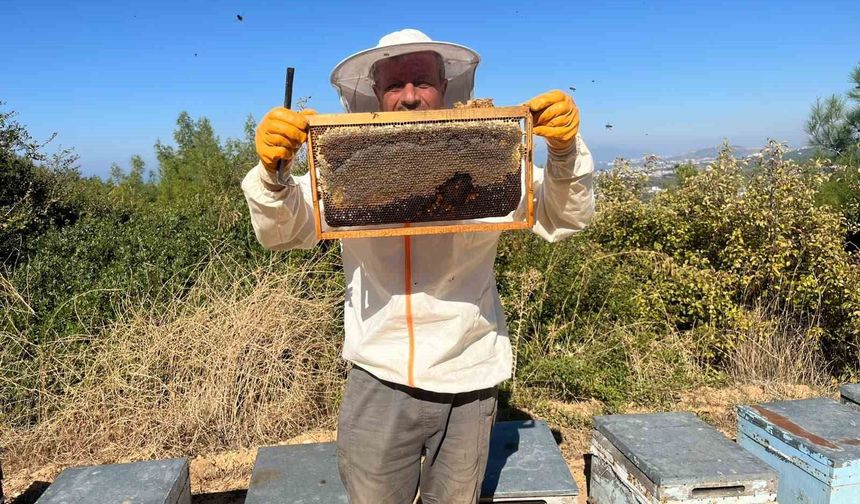 Kuşadası'nda çam balında ilk sağım yapıldı