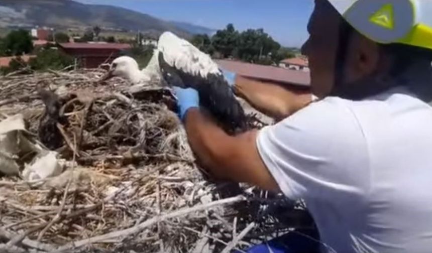 Leylek yuvalarındaki plastik ipler yavruların hayatını tehdit ediyor