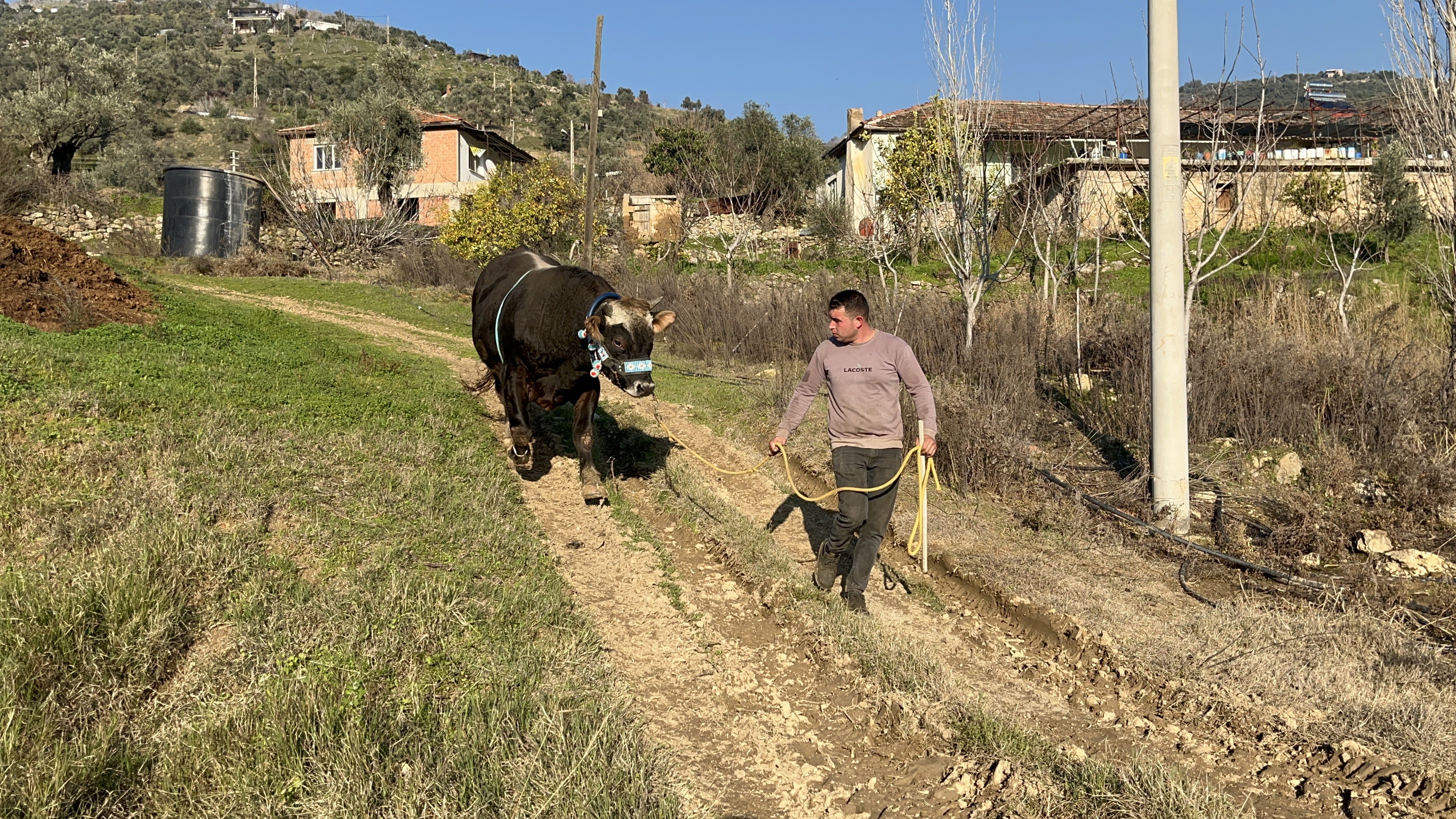 Boğa Güreşi (1)