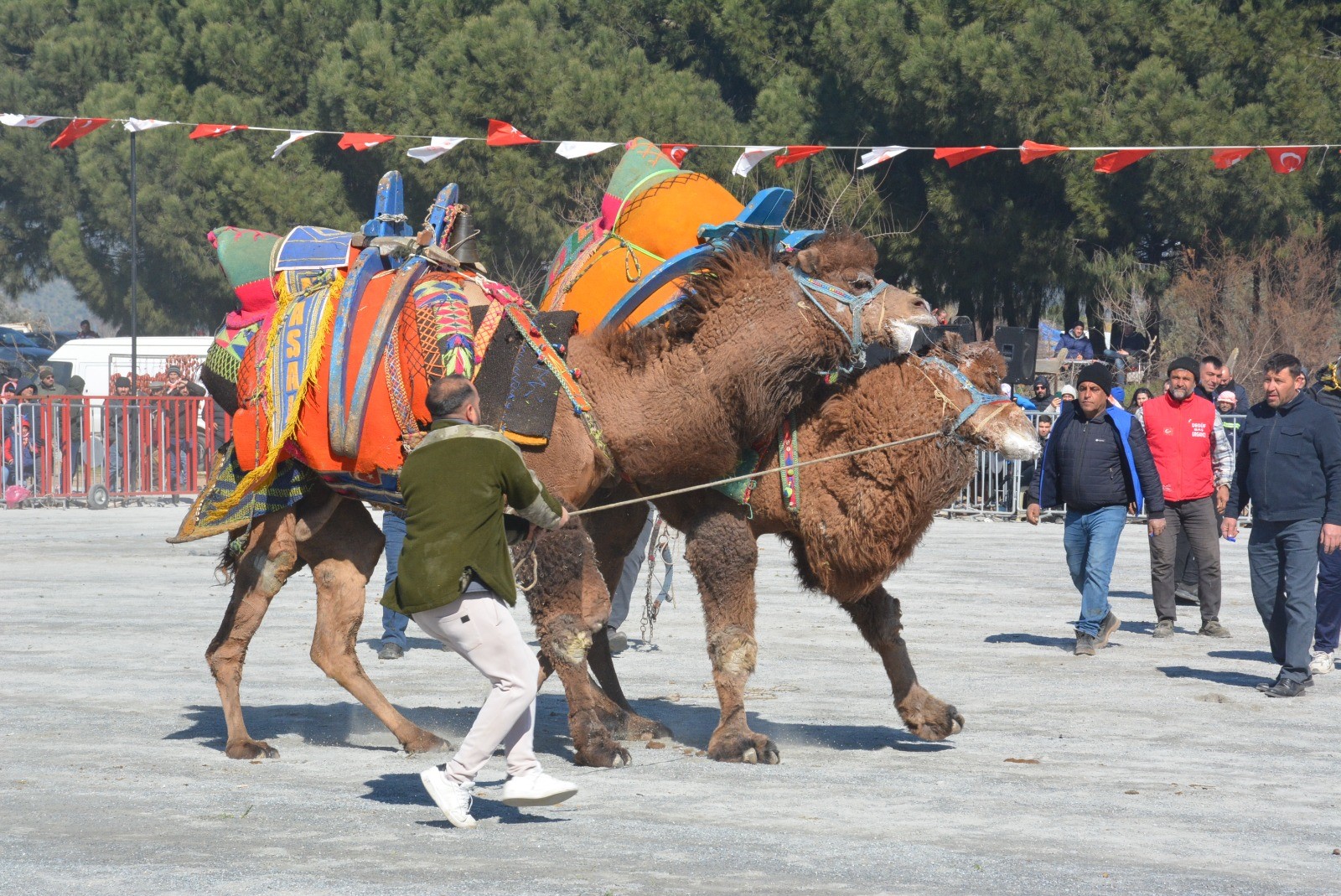 Efeler Deve Güreşi (2)