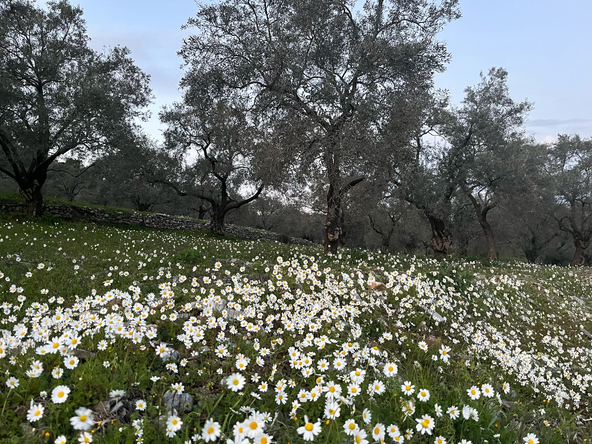 Papatyalar Çiçek Açtı (2)