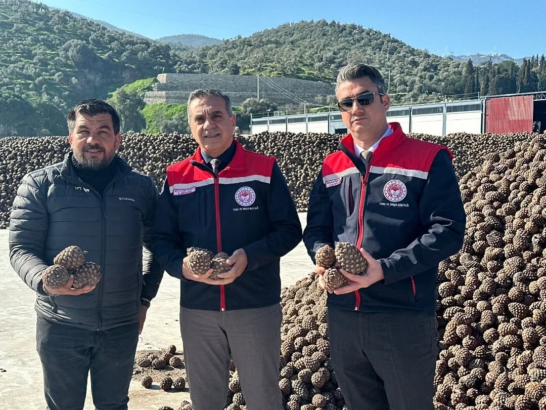 Çam Fıstığı (4)