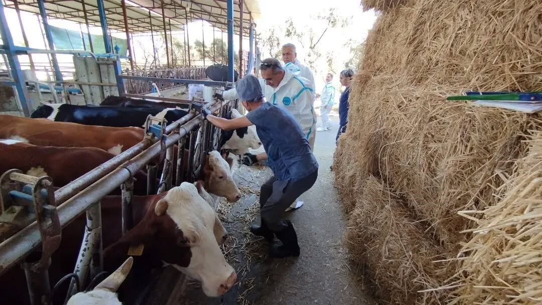 Aydın'da sonbahar şap aşısı kampanyası başladı