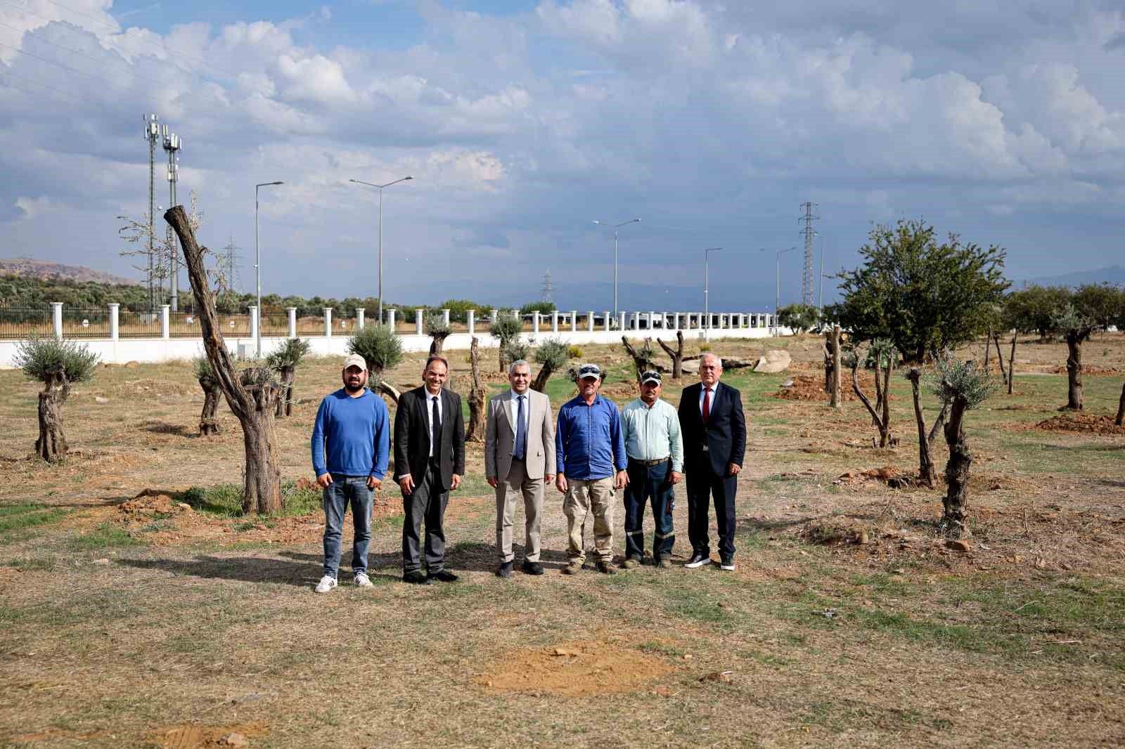 Nysa Antik Kenti'nden taşınan tarihi zeytin ağaçları ADÜ'de yaşatılacak